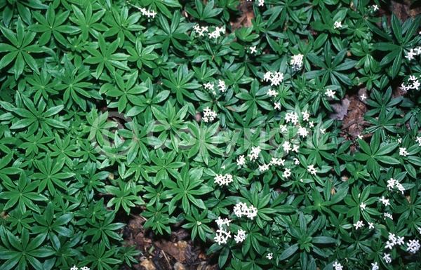 White blooms; Deciduous; Broadleaf