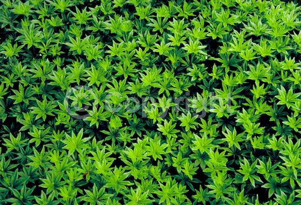 White blooms; Deciduous; Broadleaf