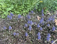 Ajuga reptans