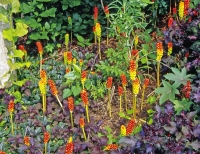 Arum italicum 'Pictum'