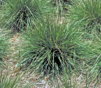 Deschampsia caespitosa