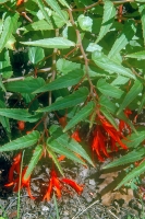 Begonia boliviensis 'Bonfire'
