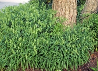 Chasmanthium latifolium