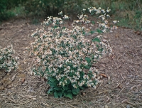 Eurybia divaricata