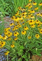 Rudbeckia missouriensis