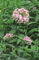 Saponaria officinalis