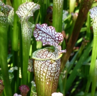 Sarracenia leucophylla
