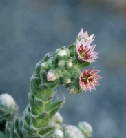 Sempervivum arachnoideum