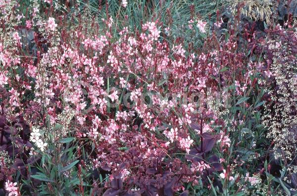 Pink blooms; Deciduous; North American Native