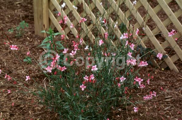 Pink blooms; Deciduous; North American Native