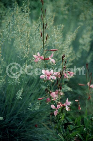Pink blooms; Deciduous; North American Native