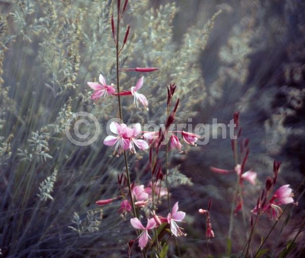Pink blooms; Deciduous; North American Native