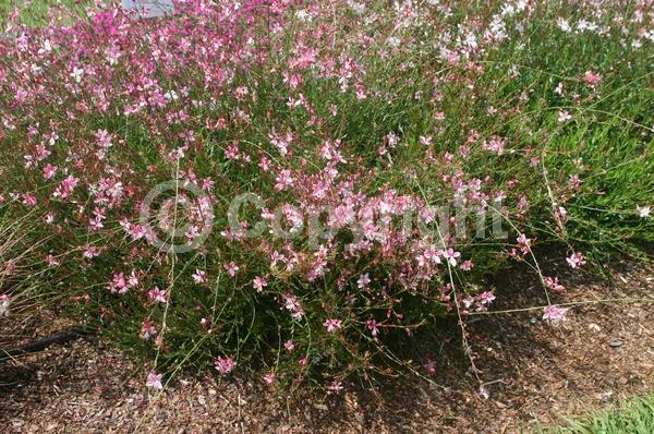 Pink blooms; Deciduous; North American Native