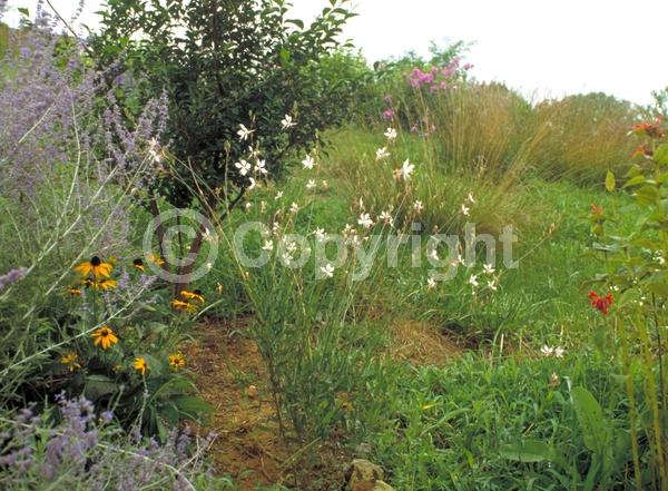 White blooms; Pink blooms; Deciduous; North American Native