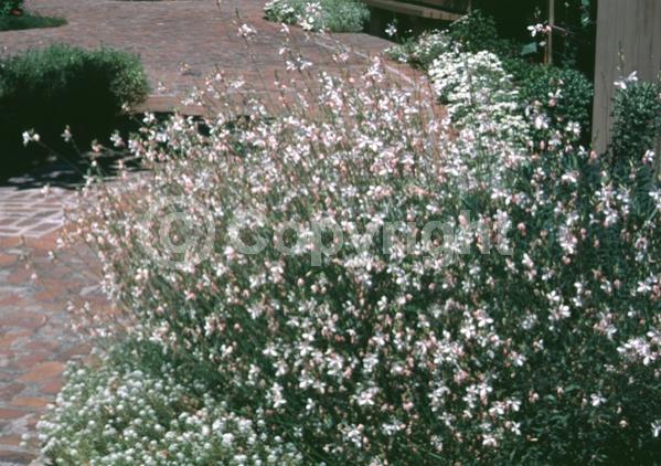 White blooms; Pink blooms; Deciduous; North American Native