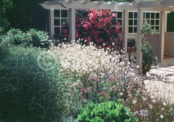 White blooms; Pink blooms; Deciduous; North American Native
