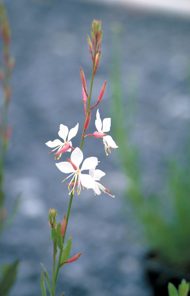 White blooms; Pink blooms; Deciduous; North American Native