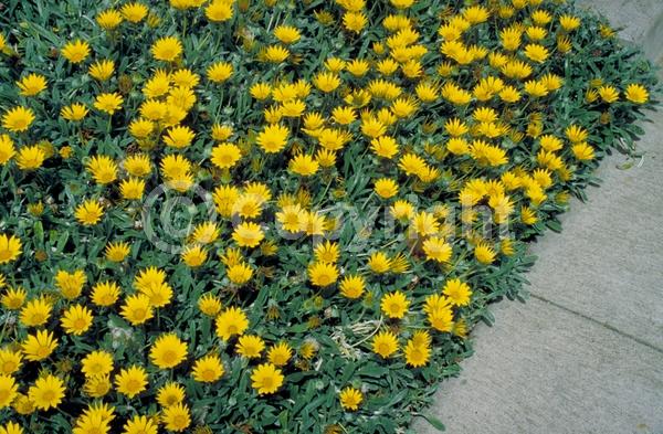Red blooms; Orange blooms; Yellow blooms; White blooms; Pink blooms