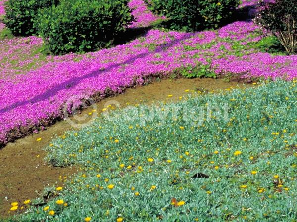 Red blooms; Orange blooms; Yellow blooms; White blooms; Pink blooms