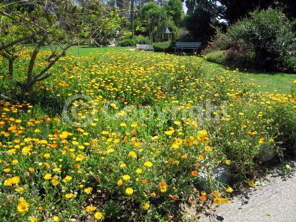 Red blooms; Orange blooms; Yellow blooms; White blooms; Pink blooms