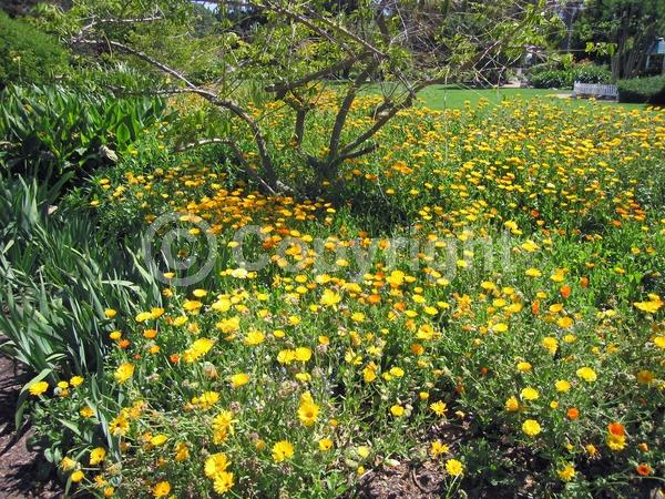 Red blooms; Orange blooms; Yellow blooms; White blooms; Pink blooms