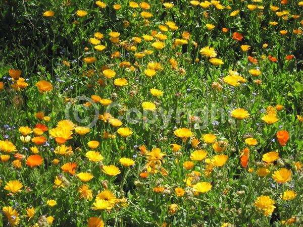 Red blooms; Orange blooms; Yellow blooms; White blooms; Pink blooms