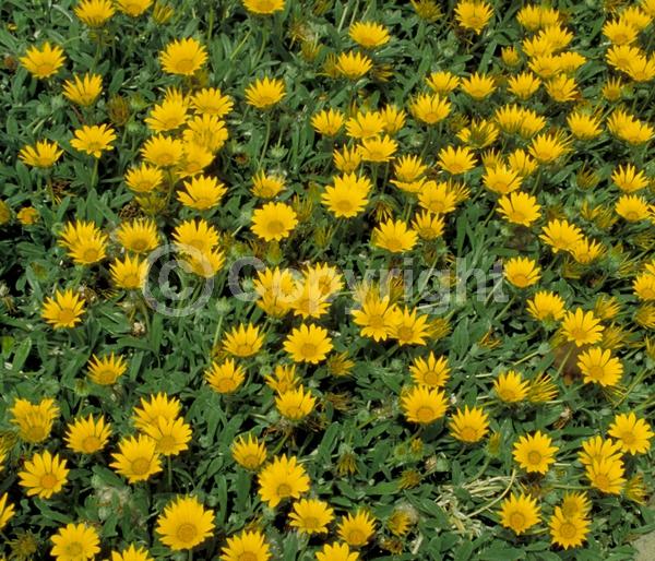 Red blooms; Orange blooms; Yellow blooms; White blooms; Pink blooms