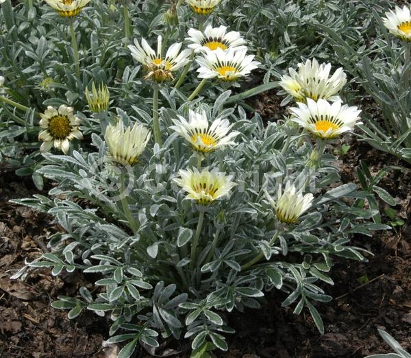 White blooms; Evergreen; Broadleaf