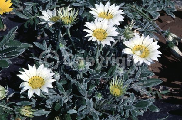 White blooms; Evergreen; Broadleaf