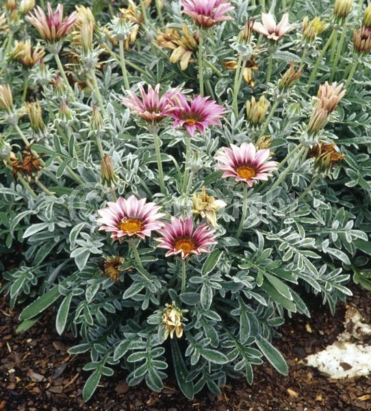 Pink blooms; Evergreen; Broadleaf