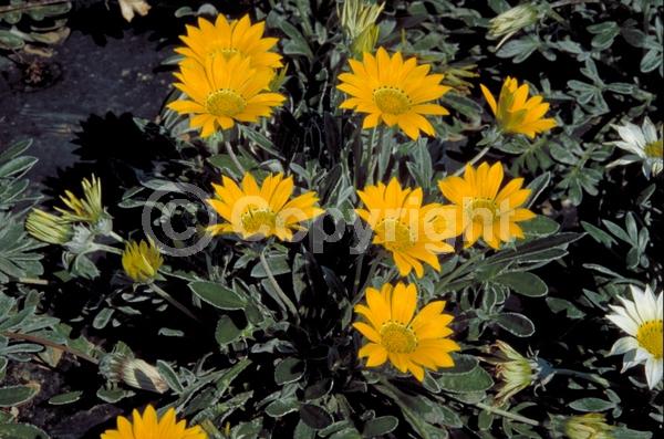 Yellow blooms; Evergreen; Needles or needle-like leaf