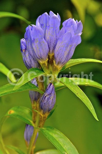 Blue blooms; North American Native