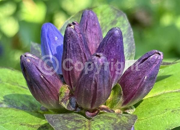 Blue blooms; North American Native