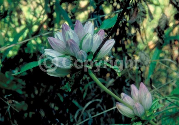 Blue blooms; Deciduous; Broadleaf; North American Native