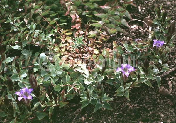 Blue blooms; Deciduous; Broadleaf