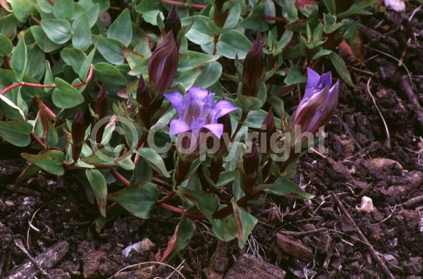 Blue blooms; Deciduous; Broadleaf
