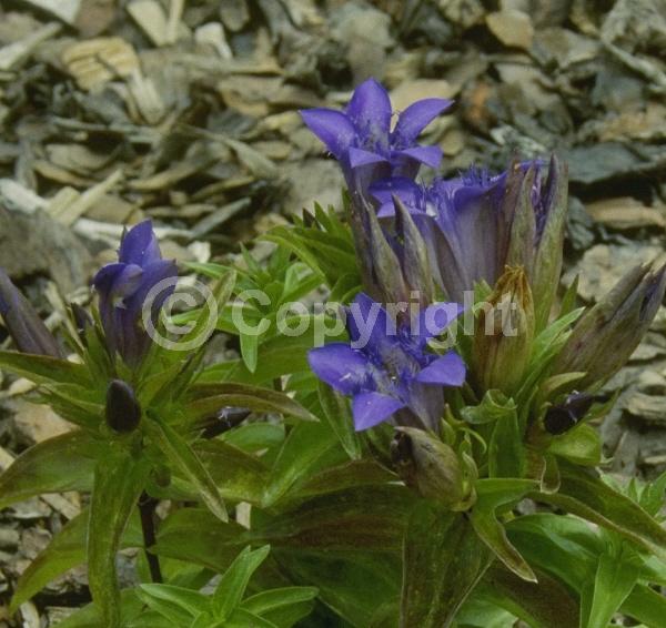 Blue blooms; Deciduous; Broadleaf