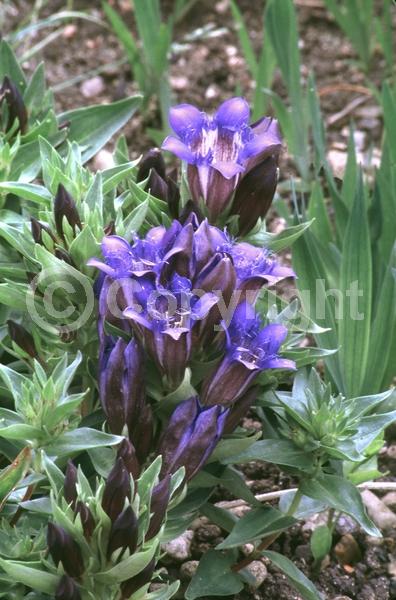 Blue blooms; Purple blooms; Deciduous; Broadleaf