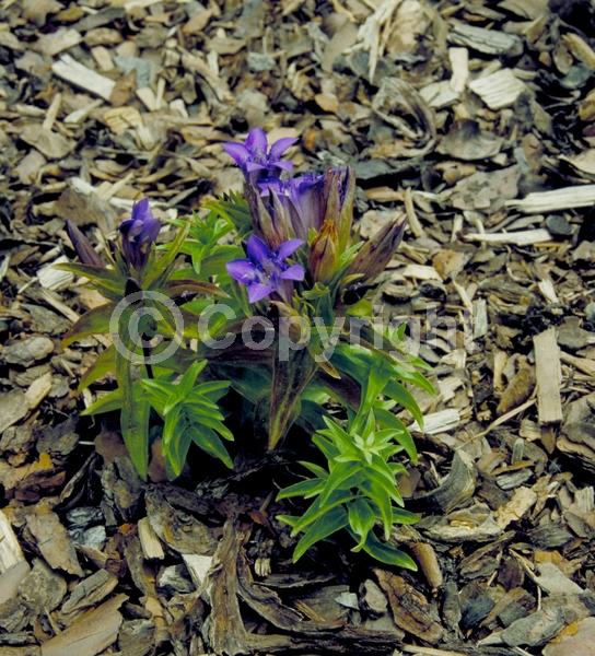 Blue blooms; Deciduous; Broadleaf
