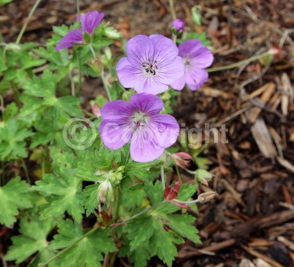 Blue blooms; Lavender blooms; Evergreen; Deciduous