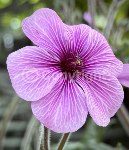 Purple blooms; Pink blooms; Evergreen; Needles or needle-like leaf
