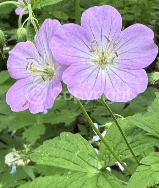 Pink blooms; North American Native