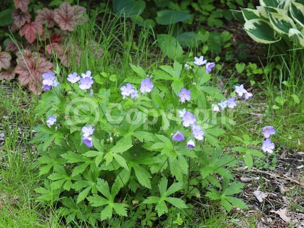 Pink blooms; North American Native