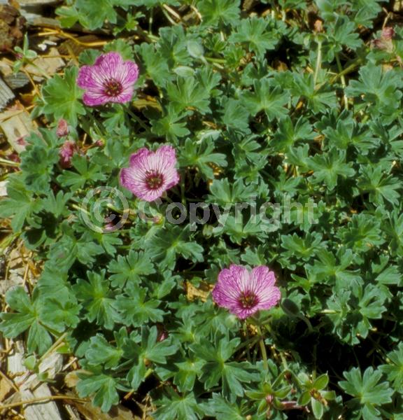 Pink blooms; Deciduous; Broadleaf