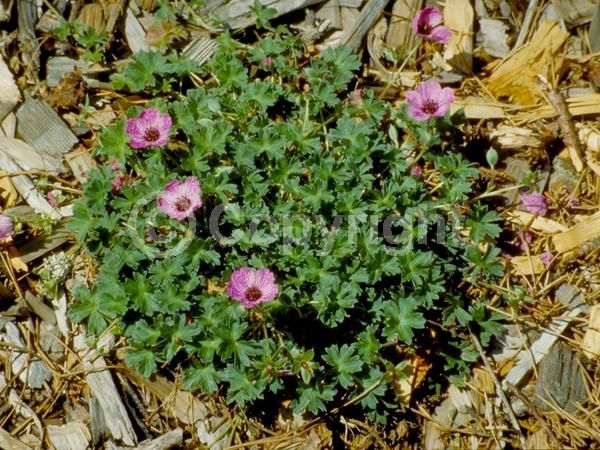 Pink blooms; Deciduous; Broadleaf