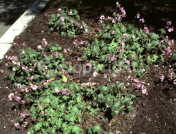 Pink blooms; Deciduous; Broadleaf