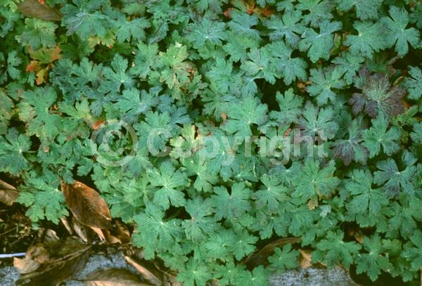 Pink blooms; Deciduous; Broadleaf