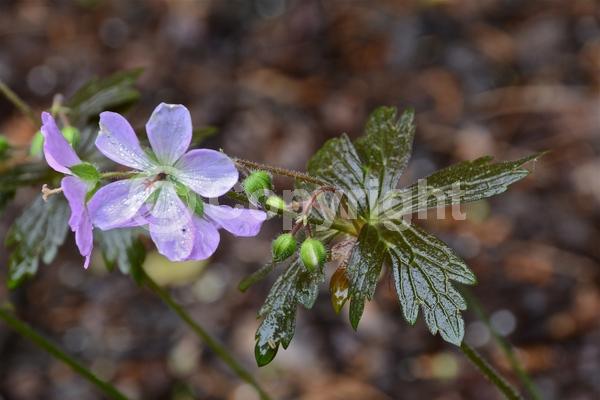 Pink blooms; Deciduous; North American Native