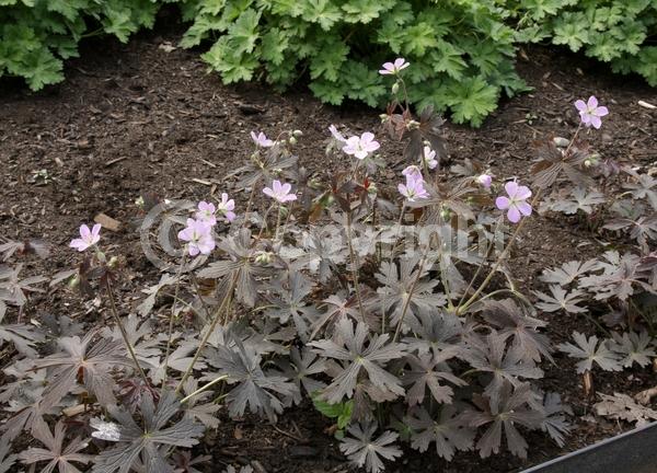 Pink blooms; Deciduous; North American Native
