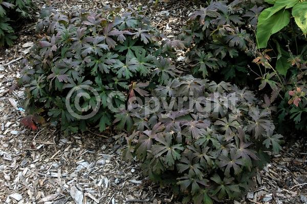 Pink blooms; Deciduous; North American Native